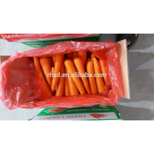 S Karotten Preis in China Karotte Export
